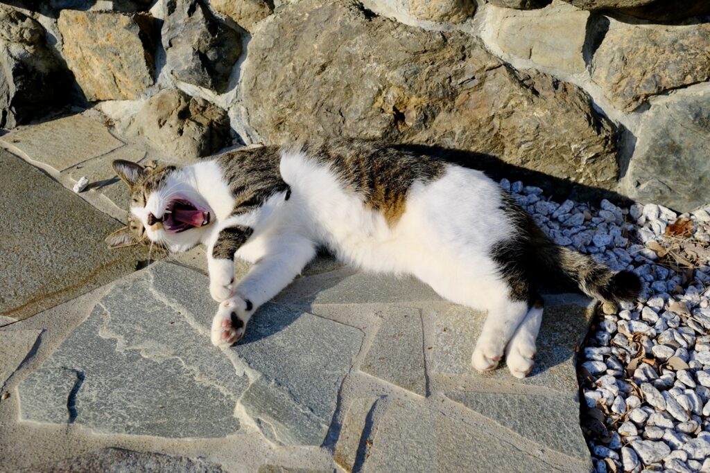 Japanese cat
