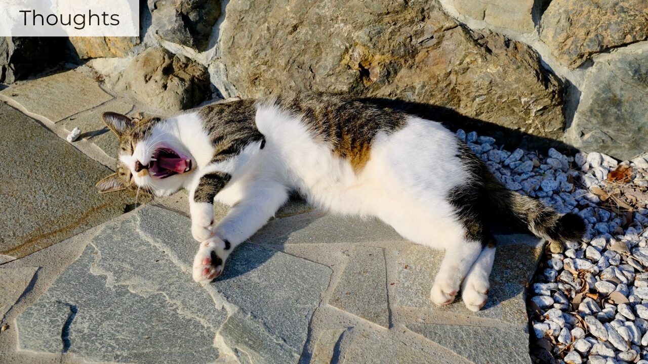 Japanese cat