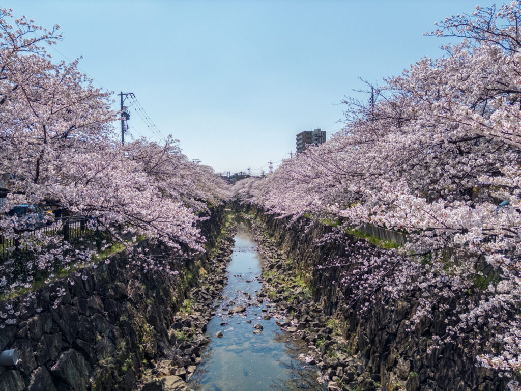 cherry blossom hanami