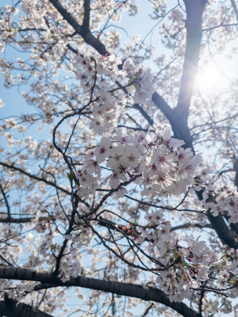 cherry blossom hanami
