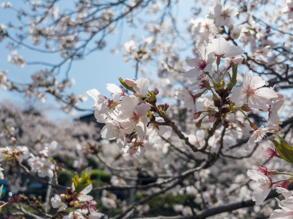 cherry blossom hanami