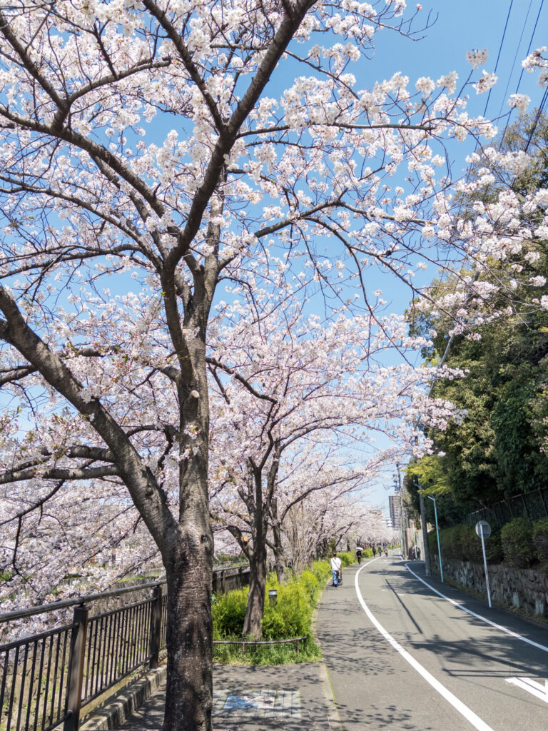 cherry blossom hanami