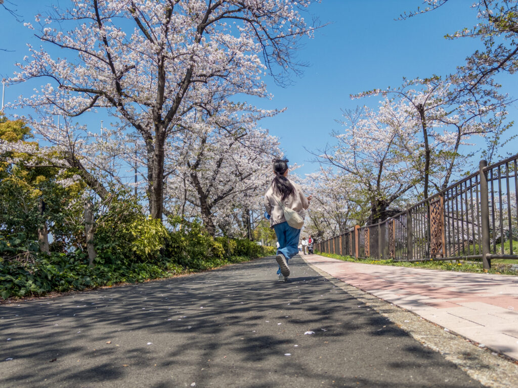 cherry blossom hanami