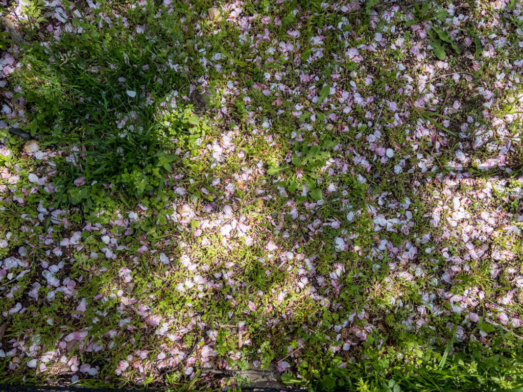 cherry blossom hanami