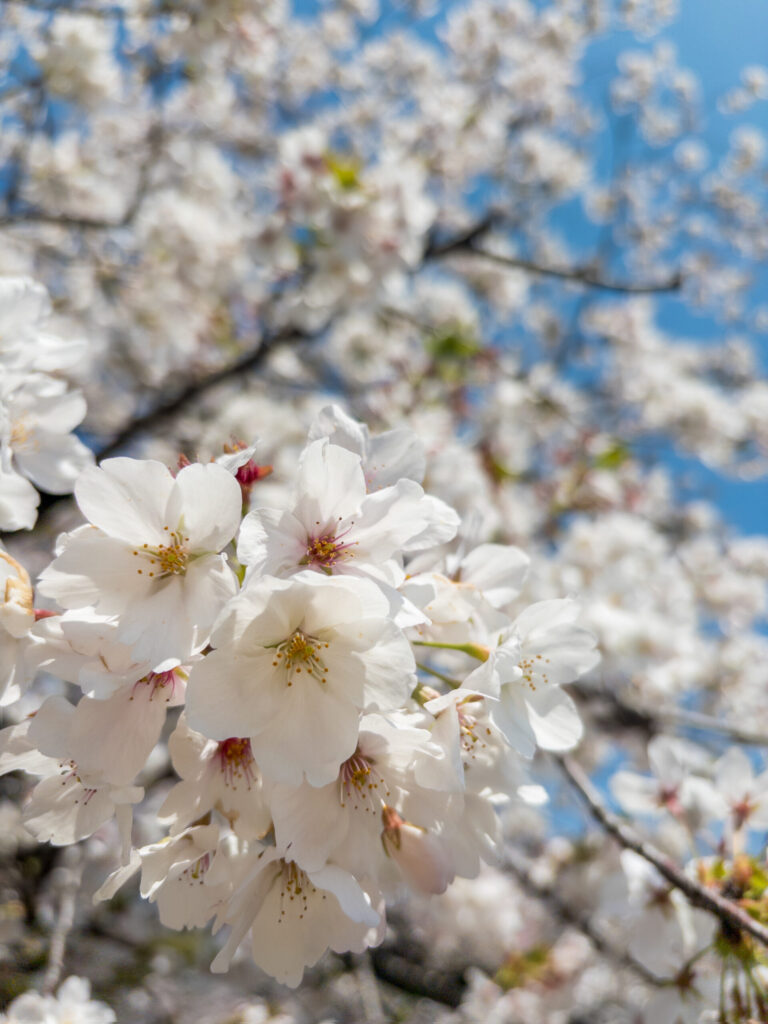 cherry blossom hanami