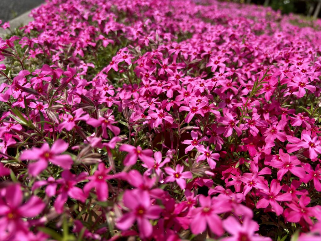 Japanese spring flower