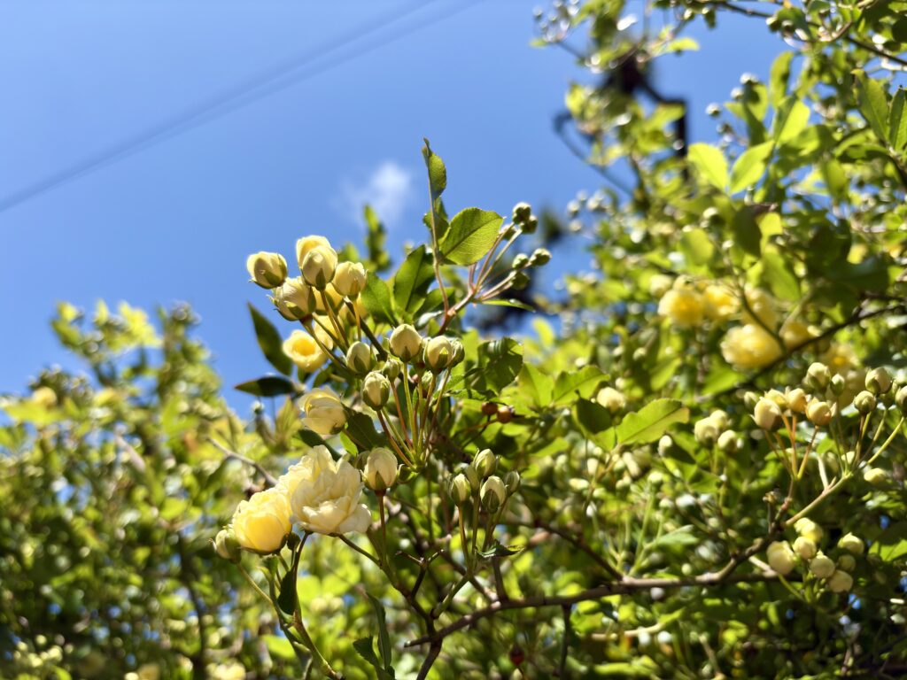 japanese spring flower