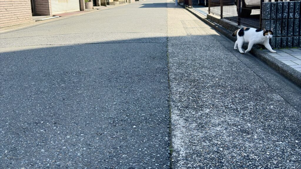 japanese walking cat