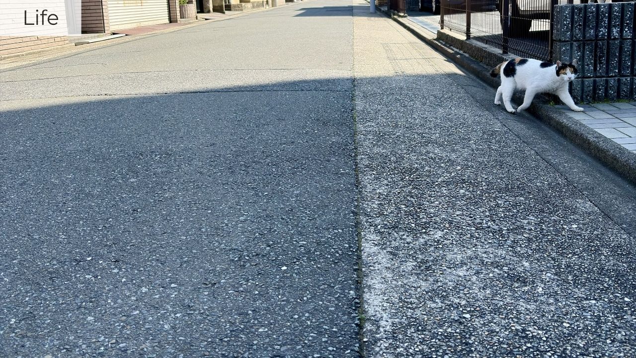 Japanese walking cat