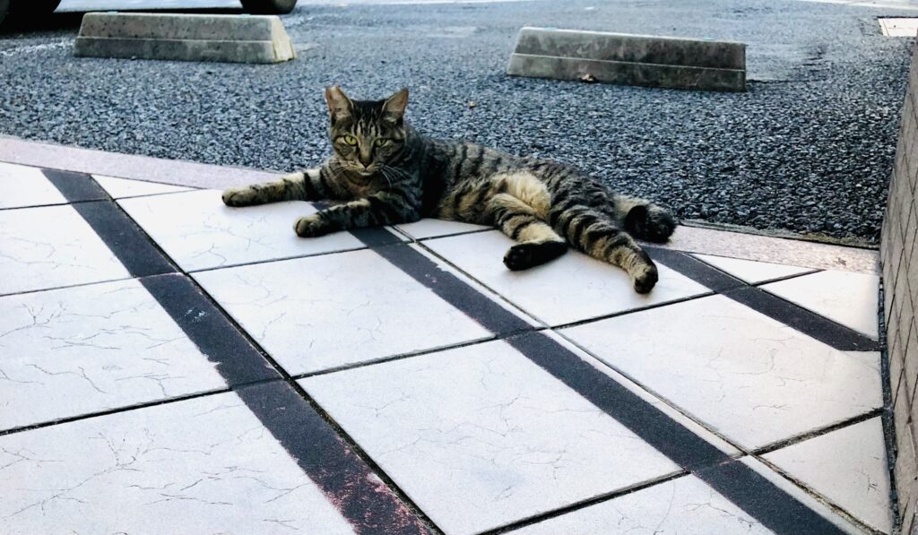 Nagoya-cat