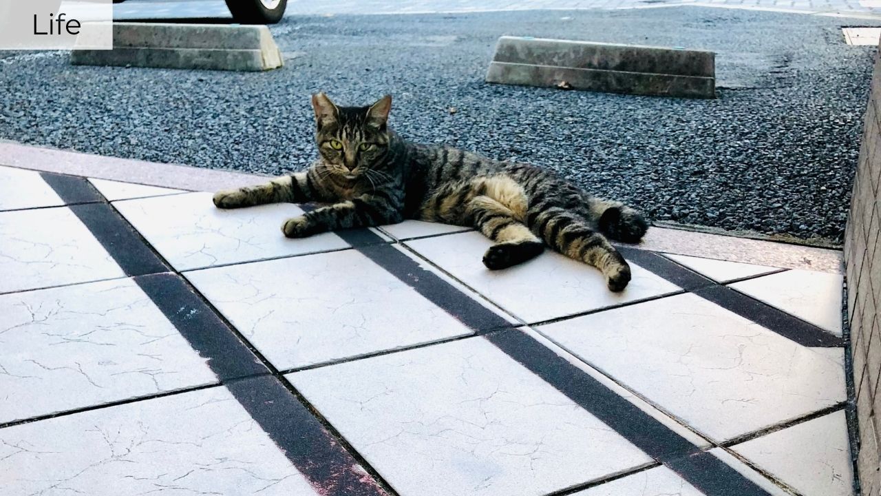 Nagoya-cat