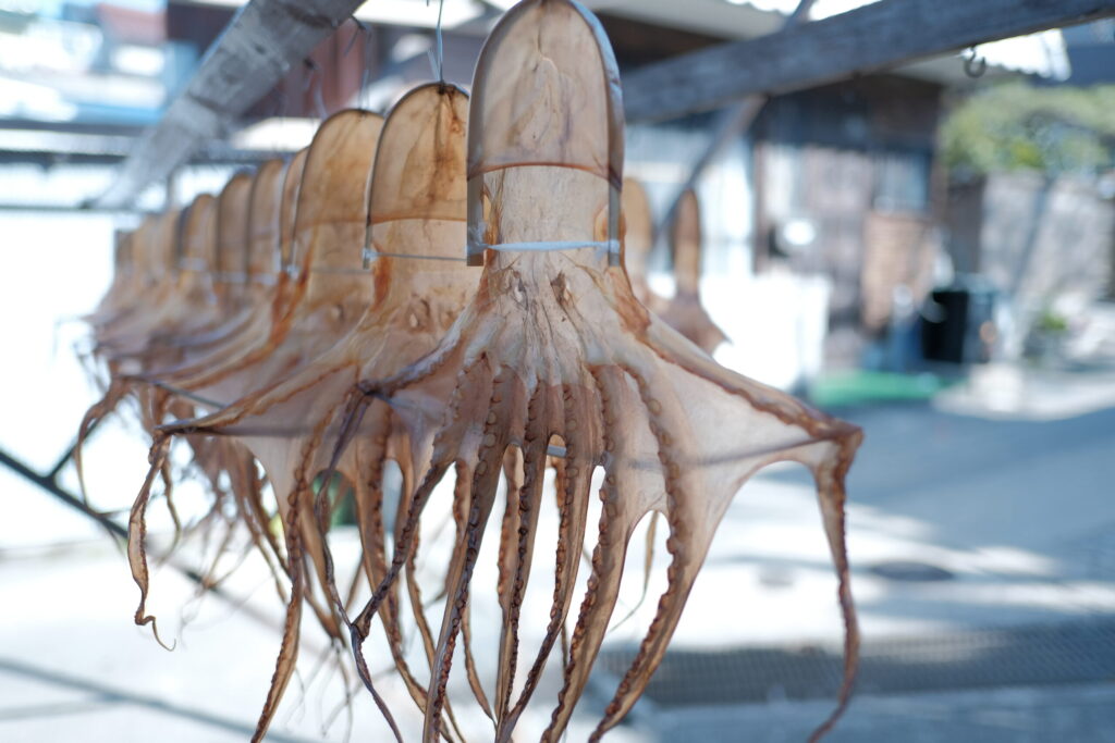 Drying_octopus_himakajima