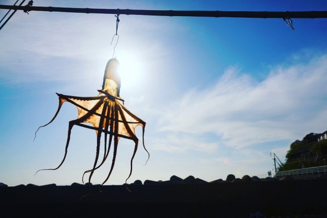 Drying_octopus_himakajima